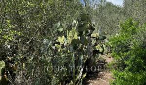 Venta Propiedad Alaior