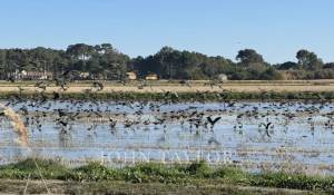 Venta Terreno Comporta