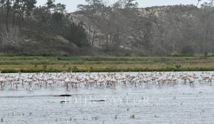 Venta Terreno Comporta