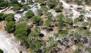 Venta Terreno Comporta