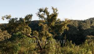 Venta Terreno São Francisco da Serra