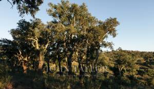 Venta Terreno São Francisco da Serra