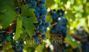 Venta Viñedo Bordeaux