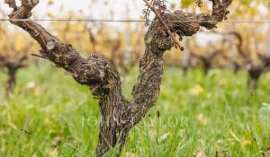 Venta Viñedo Bordeaux