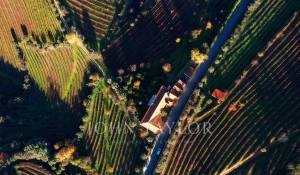 Venta Viñedo Cambres