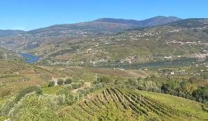 Venta Viñedo Cambres