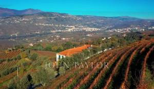 Venta Viñedo Cambres